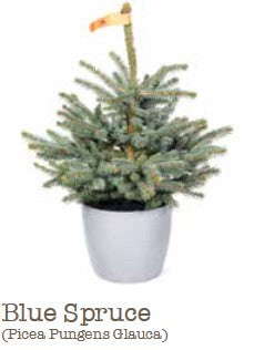 potted blue spruce (Picea pungens) ornamental conifer with silvery-blue needles in black nursery pot, garden centre stock