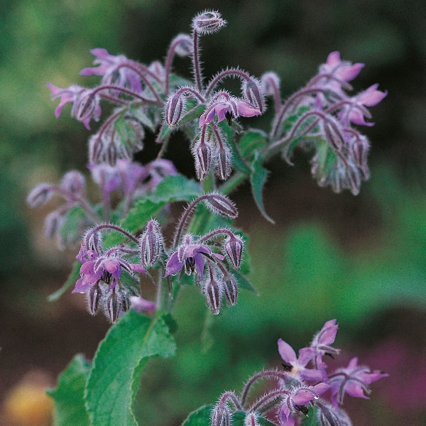 Borage (Borago officinalis) with bright blue star-shaped flowers and hairy green leaves, pollinator-friendly herb