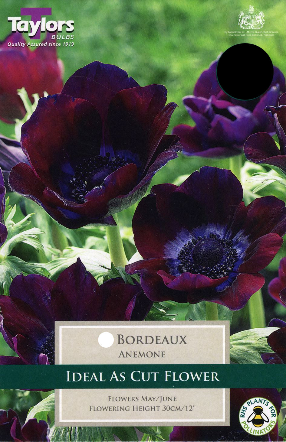 Bordeaux-coloured glazed ceramic plant pot on wooden shelf at garden centre