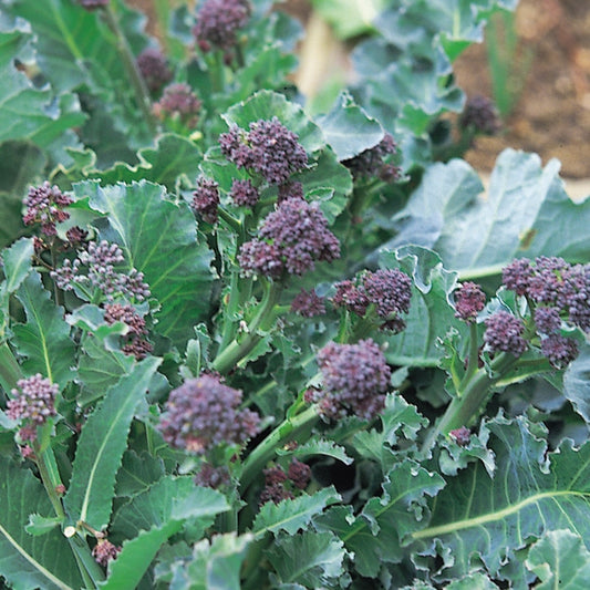 Purple sprouting broccoli bunch with vibrant purple-green florets and crisp stems ready for cooking