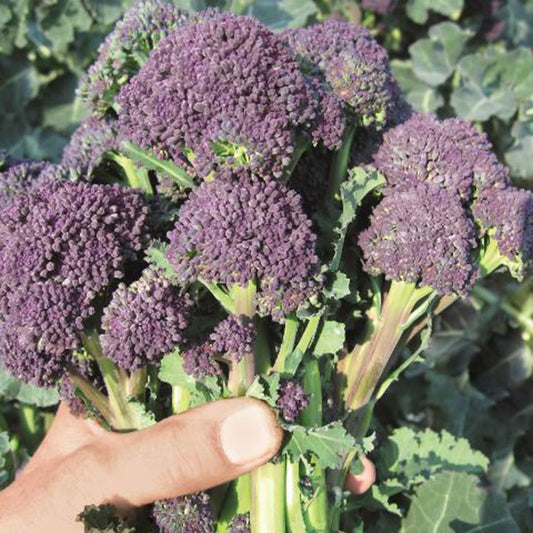 Broccoli Santee variety showing compact green head and surrounding dark green leaves ready for harvesting