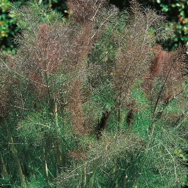 Bronze fennel (Foeniculum vulgare) with feathery bronze foliage and yellow umbel flowers in a garden setting