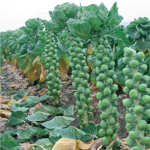 Brussels sprout Brenden plants with tight green sprouts on vertical stalks ready for autumn harvest
