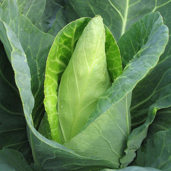 Caraflex cabbage seedlings in plug tray ready for planting in a home vegetable garden