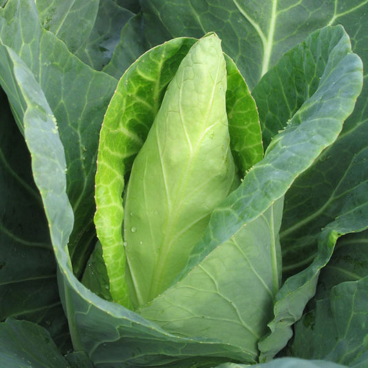 Caraflex cabbage seedlings in plug tray ready for planting in a home vegetable garden