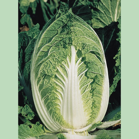 Mature Chinese cabbage (Brassica rapa) head with pale green crinkled leaves ready for harvest in home veg garden