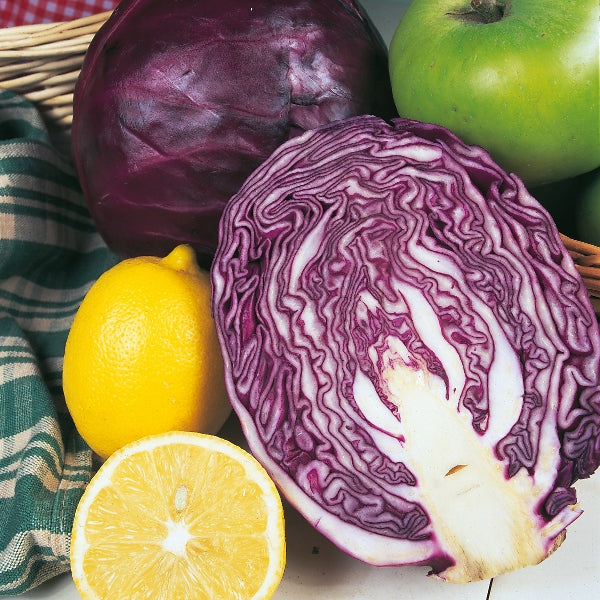 Whole Red Drumhead cabbage heads with deep red-purple leaves, round firm vegetable for salads, cooking and pickling