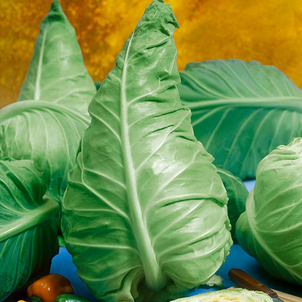 Wheeler's Imperial cabbage plants with firm round green heads growing in a vegetable patch ready for harvest