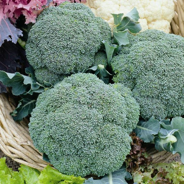 Calabrese Green Magic broccoli plant with tight dark green heads and glossy serrated leaves in garden