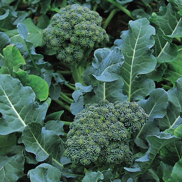 Calabrese sprouting broccoli seedlings showing fresh green heads and foliage ready for planting