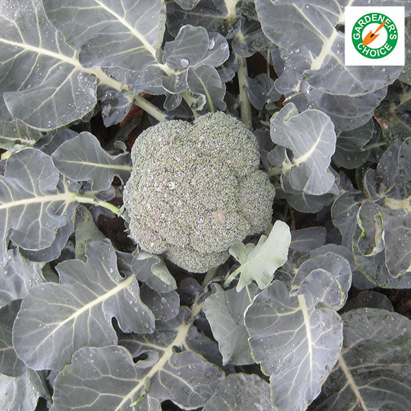 Calabrese Ironman broccoli plant with firm dark-green central head and healthy leaves