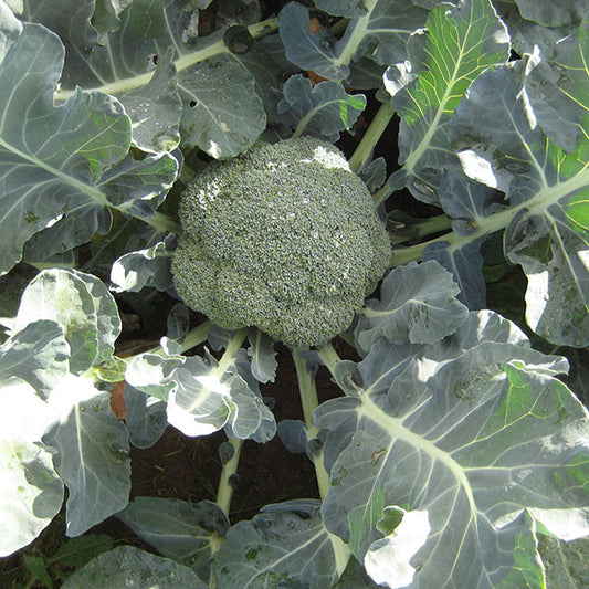 Calabrese Marathon broccoli plants with developing green heads ready for planting