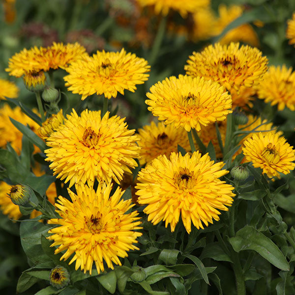 Calendula (pot marigold) potted plant with orange daisy-like flowers and green foliage