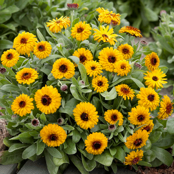 Calendula (pot marigold) bright orange daisy-like flowers with green foliage