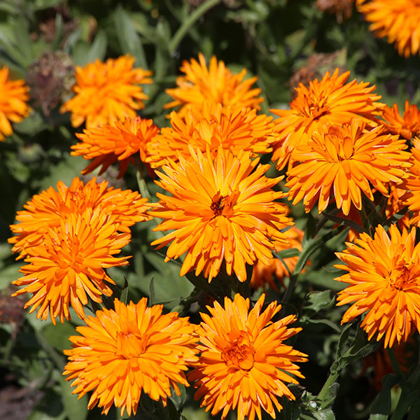 Potted Calendula officinalis (pot marigold) with bright orange daisy-like flowers in black nursery pot