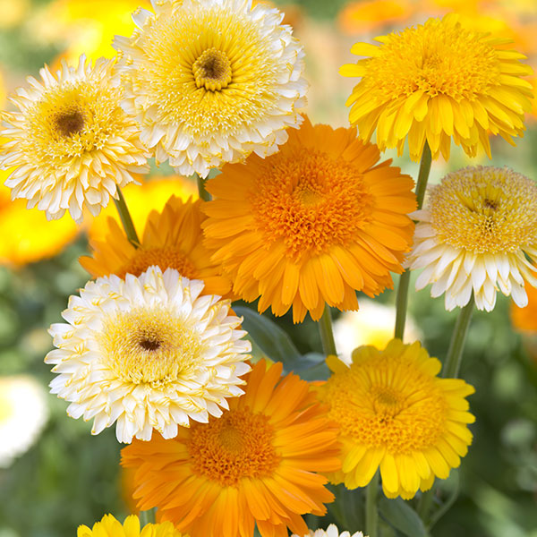 Calendula Kinglet bedding plant with bright orange double daisy-like blooms and green foliage