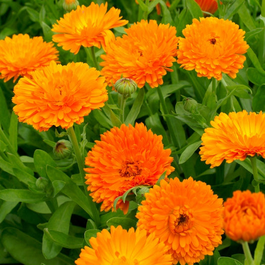 bright orange calendula (pot marigold) flowers in close-up, garden bedding plant for borders and herbal uses