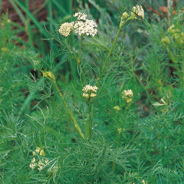 Caraway herb (Carum carvi) with feathery green foliage and white umbrella-shaped flower clusters