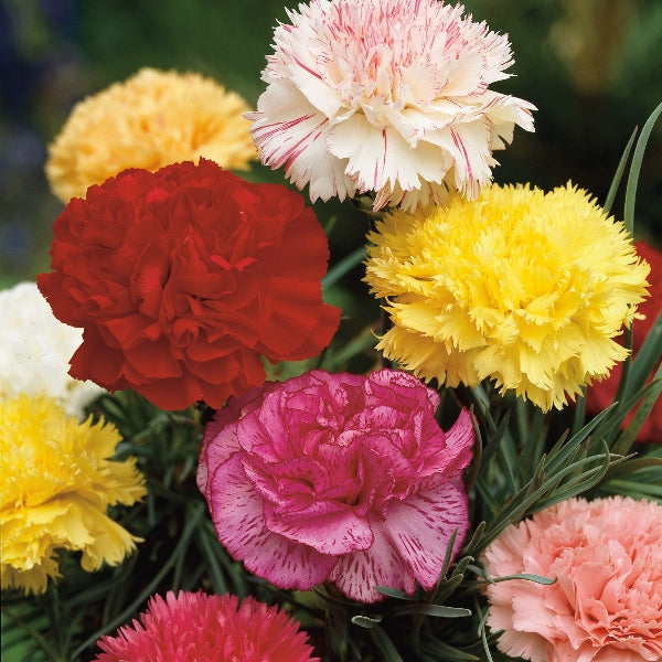 Pink carnation (Dianthus) with ruffled blooms and green foliage on display at Pengelly Garden Centre