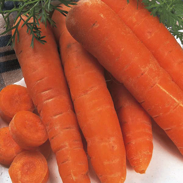 fresh orange carrots with green tops on white background