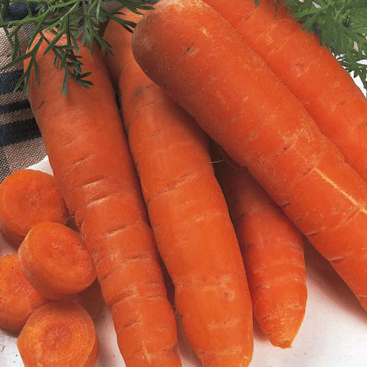 fresh orange carrots with green tops on white background