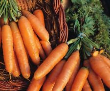 Fresh homegrown orange carrots with leafy green tops on rustic soil, ready for harvesting