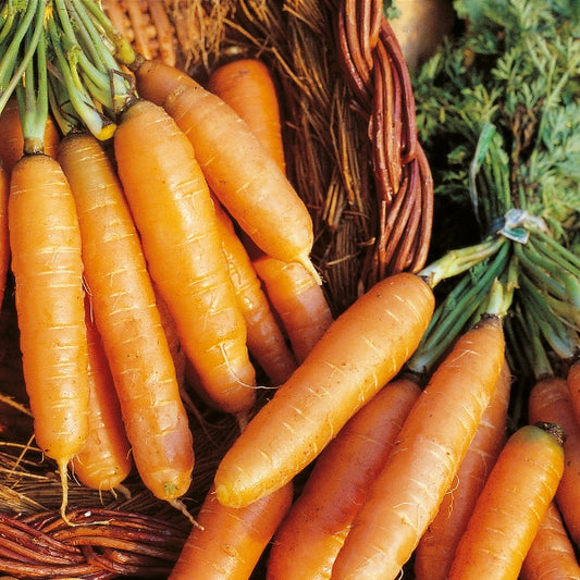 Bright orange Amsterdam carrots with green tops, garden vegetable variety
