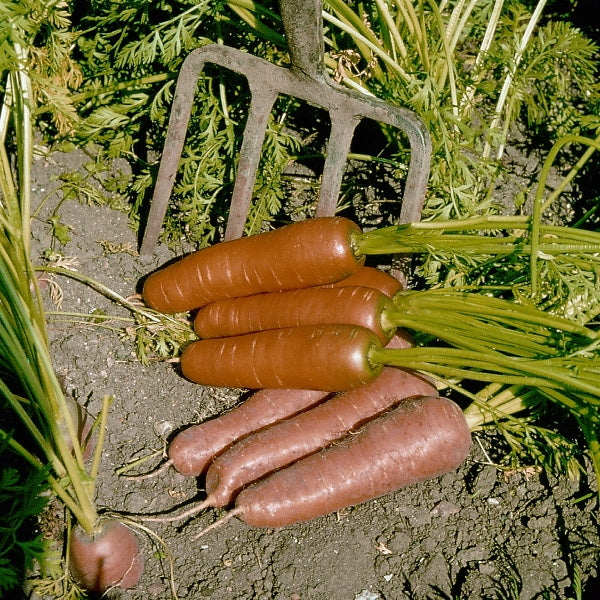 Carrot Fly Away fine mesh cover over carrot seedlings protecting plants and crops from carrot fly and pests