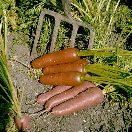 Carrot Fly Away fine mesh cover over carrot seedlings protecting plants and crops from carrot fly and pests