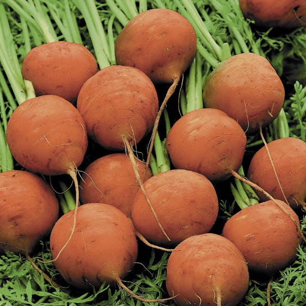 Bunch of Paris Market baby carrots with leafy green tops on wooden market stall