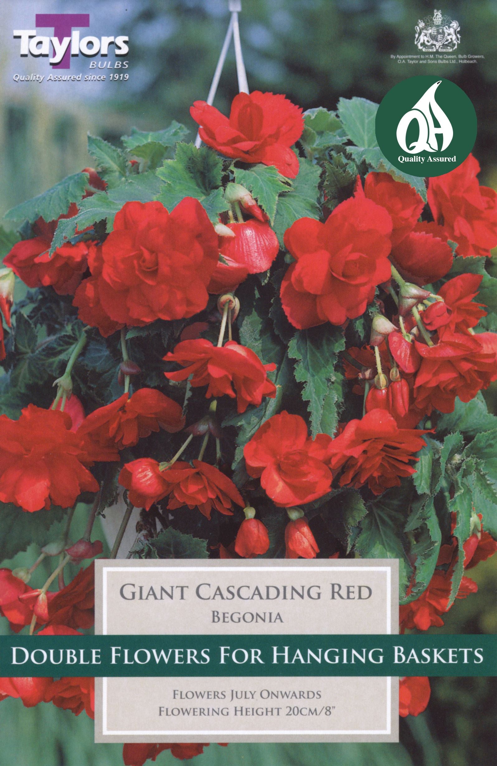 Camellia sasanqua red shrub with glossy green leaves and deep red single blooms ideal for winter garden