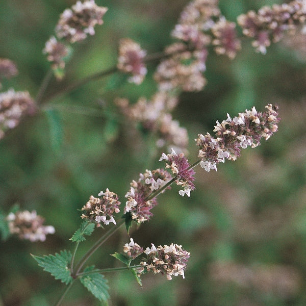 potted Nepeta cataria catnip plant with grey-green aromatic leaves and small purple flowers