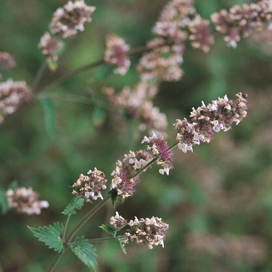 potted Nepeta cataria catnip plant with grey-green aromatic leaves and small purple flowers