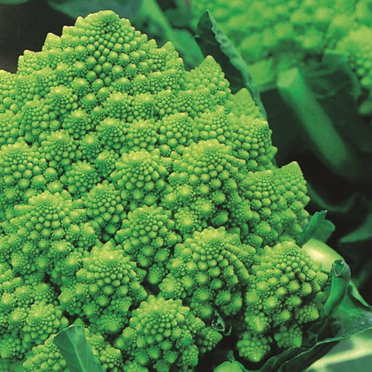 Romanesco cauliflower head with bright green fractal florets, fresh brassica ideal for vegetable patch or kitchen