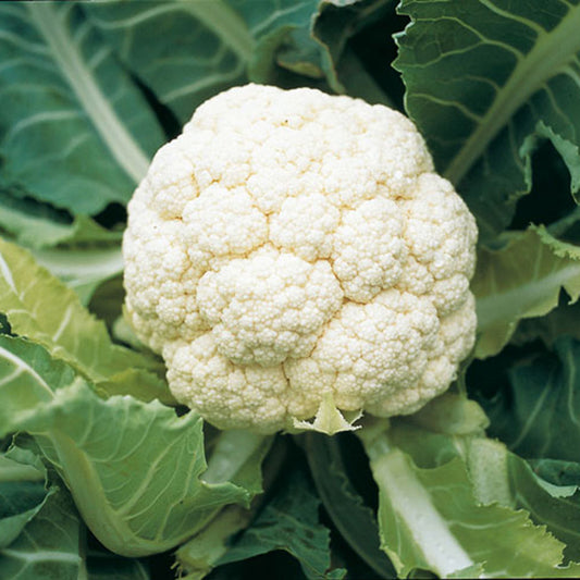 Cauliflower Goodman variety mature white head surrounded by broad green leaves