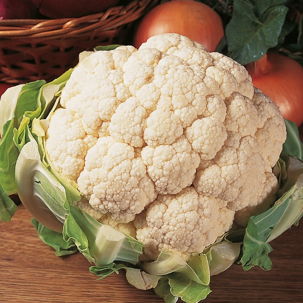 Cauliflower Aalsmeer vegetable with white curd and green wrapper leaves growing in soil