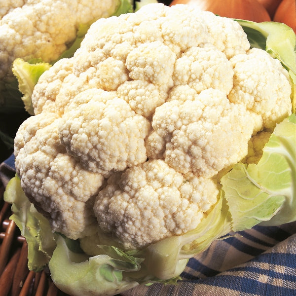 All The Year Round cauliflower with compact white curd and green outer leaves, ready for harvest