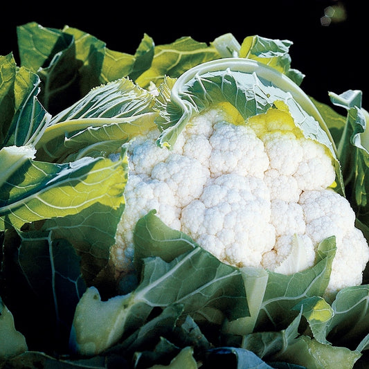 Aviron cauliflower vegetable with compact white curd and green outer leaves ready for harvesting