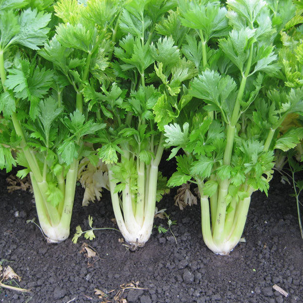 Celery Golden Self Blanching plant showing pale golden self-blanched stalks and feathery green leaves