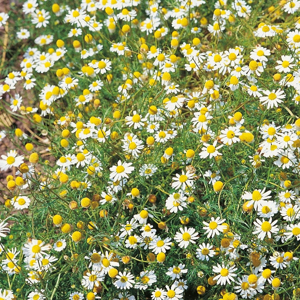 Chamomile (Matricaria chamomilla) with white daisy-like flowers and yellow centres, feathery green foliage