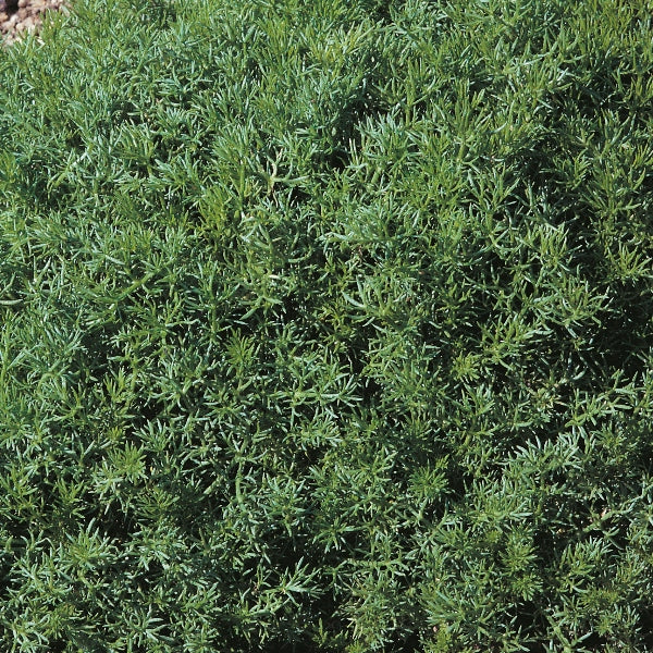 Roman chamomile lawn with small white daisy flowers and aromatic green foliage, low-growing groundcover lawn alternative