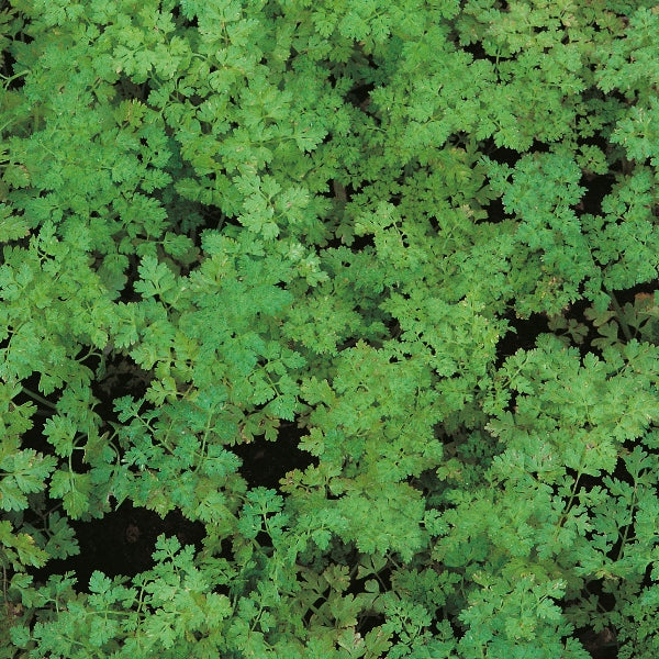 Fresh chervil herb leaves with delicate feathery foliage, Anthriscus cerefolium for culinary use