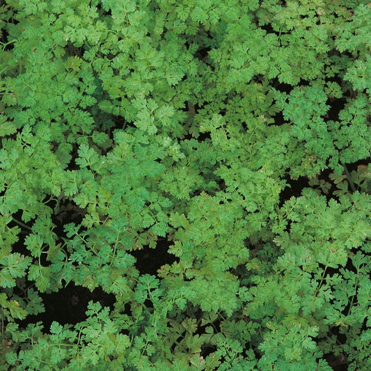 Curled chervil herb plant with delicate frilly green leaves, ideal for herb garden or kitchen growing