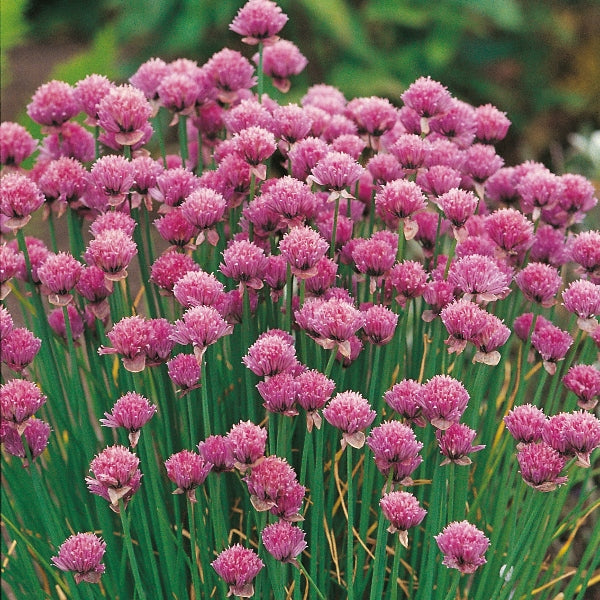 Clump of fresh chives (Allium schoenoprasum) with green hollow leaves and purple edible flowers