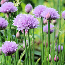 Fresh chives (Allium schoenoprasum) clump with green hollow leaves and purple flower heads