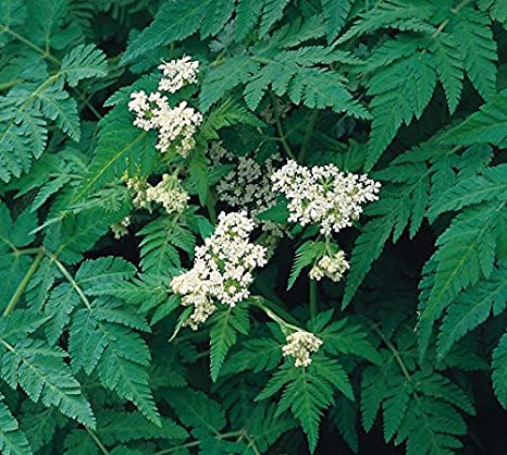 Cicely (Myrrhis odorata) perennial herb with feathery pinnate leaves and clusters of white umbel flowers