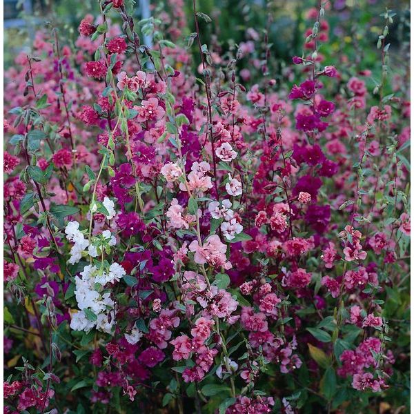Clarkia double-flowered annual with ruffled pink blooms and green foliage in a summer border