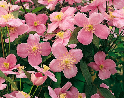 Clematis montana Mayleen climbing clematis with pale pink double spring flowers and green foliage
