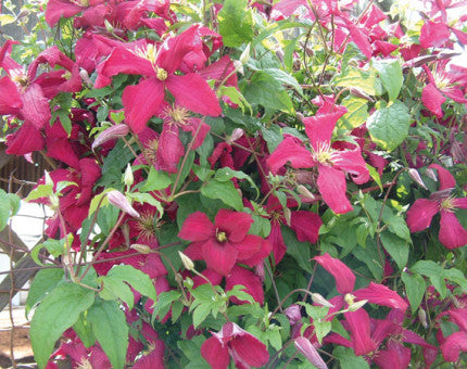 Clematis viticella Madame Julia Correvon deep magenta single blooms with creamy yellow centres on a flowering climber