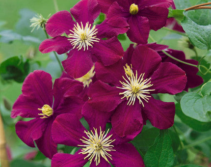 clematis Warsaw Nike flowering climber with deep magenta-pink blooms and glossy green leaves trained on trellis